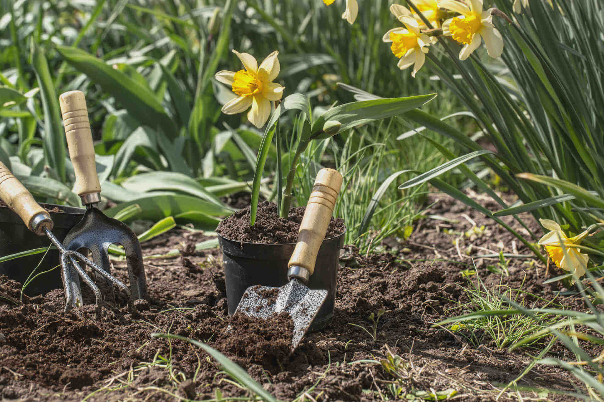 jardinage-toulouse-saint lys-elagage-jardin-gazon-gazon synthetique-tondeuse