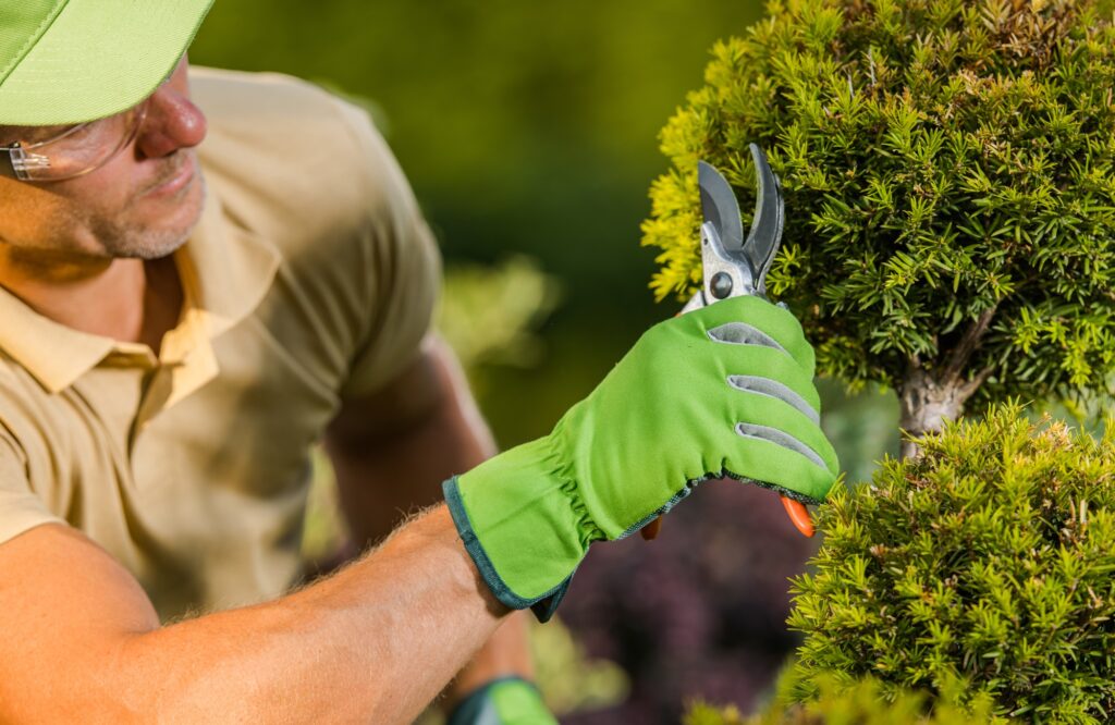 jardinier-toulouse-entretien-jardin-création-espace-vert-paysagiste-taille-haie-tonte-pelouse-débroussaillage-jardinage-professionnel-aménagement-jardin-élagage-arbres-drservices31-jardinier-31-jardinier-haute-garonne-mise-en-beauté-jardin-services-espaces-verts-plantation-fleurissement-jardin-sur-mesure-jardinier-proximité-service-express