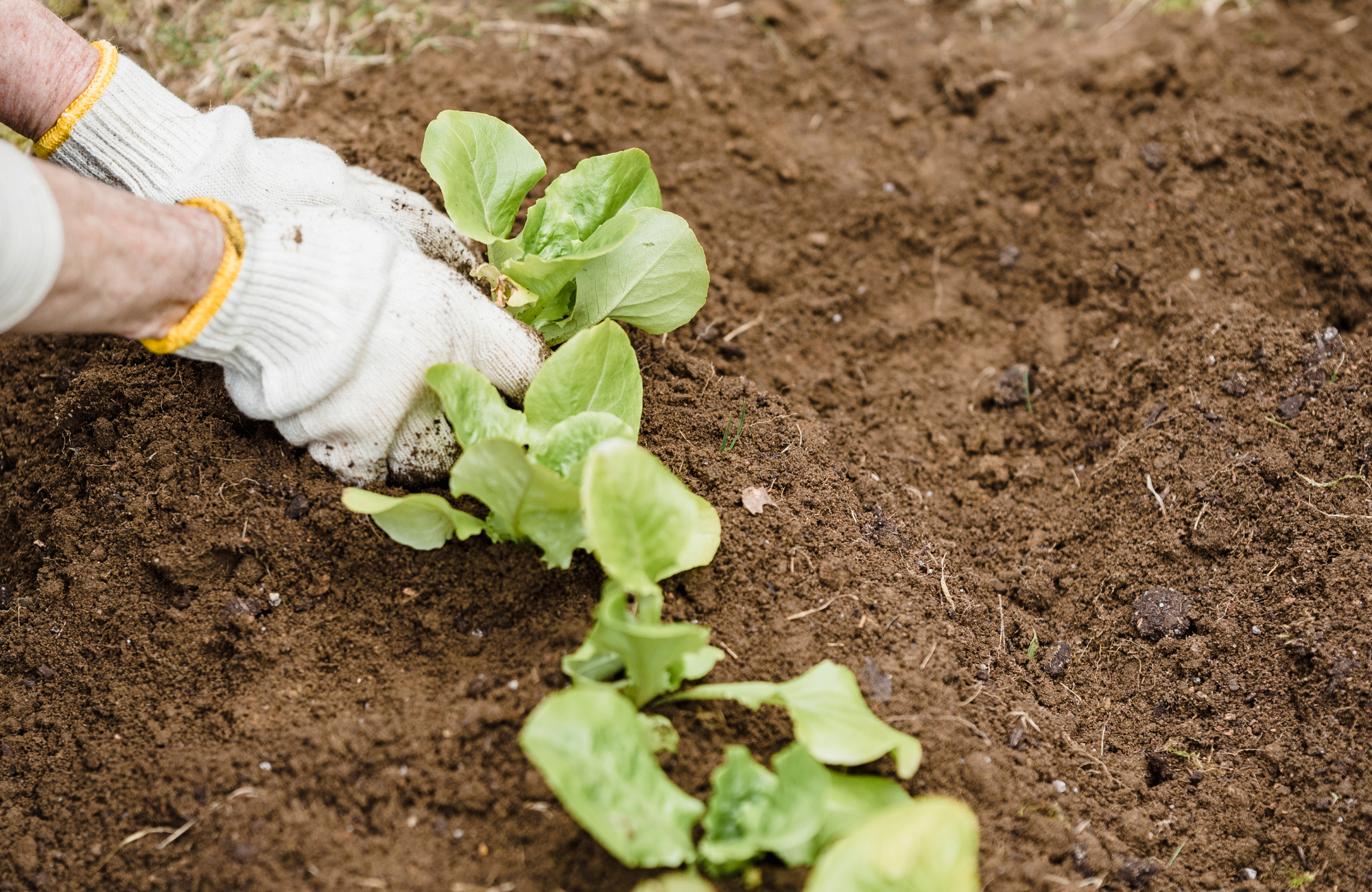 Entretien de la pelouse en hiver