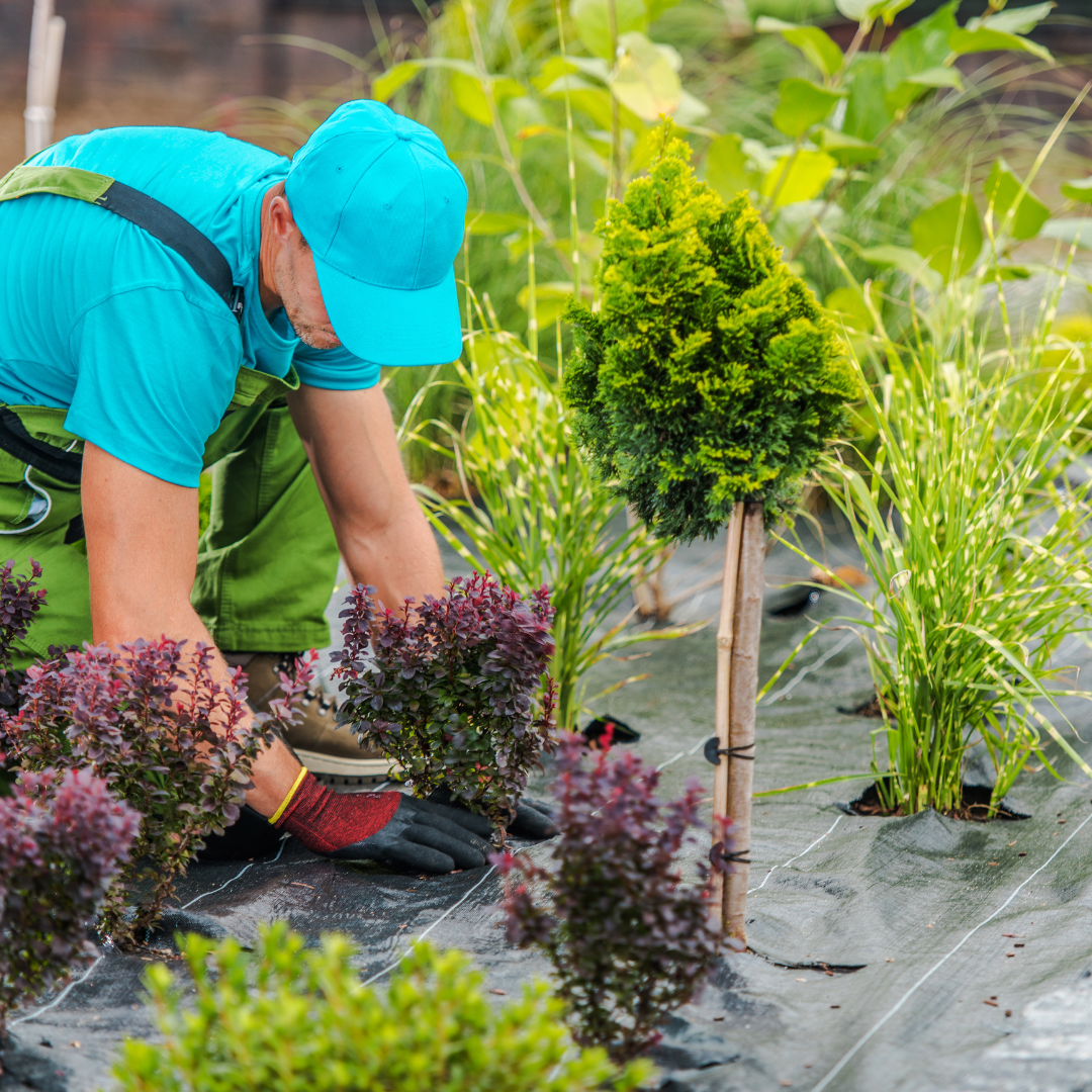 Jardin méditerranéen