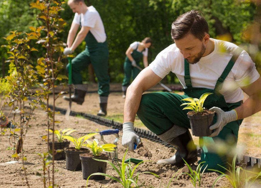 jardinage-toulouse-saint lys-elagage-jardin-gazon-gazon synthetique-tondeuse
